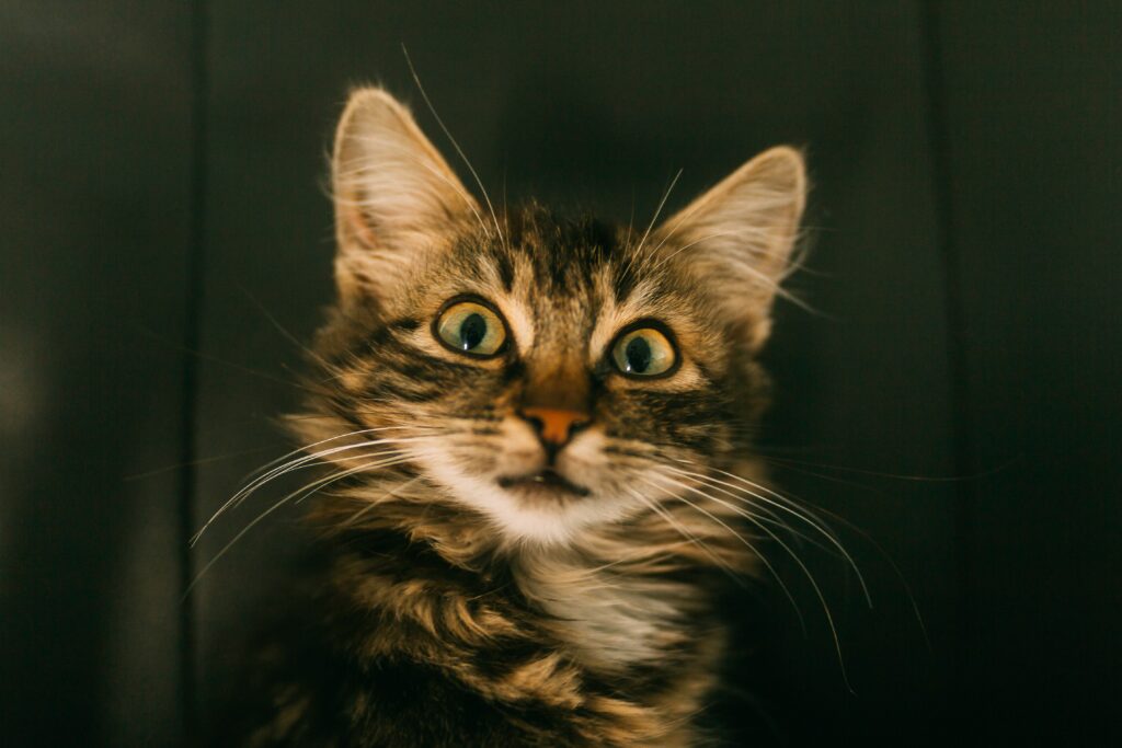 A surprised cat