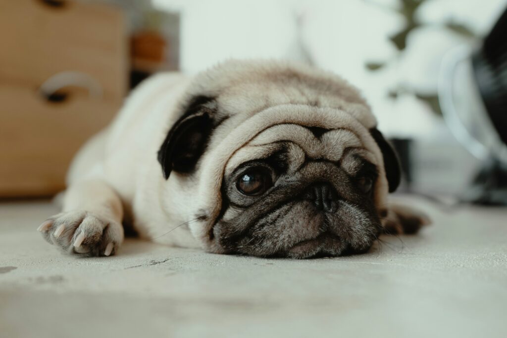 A sad puppy
